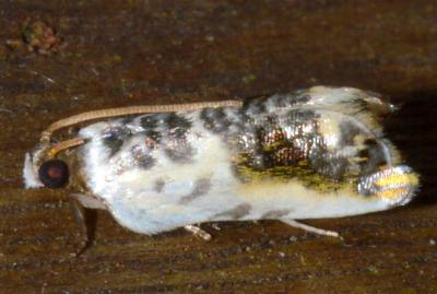 Daulocnema epicharis