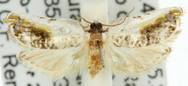 Daulocnema epicharis
