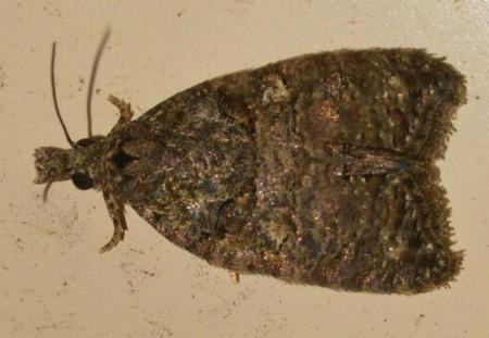 Polylopha phaeolopha