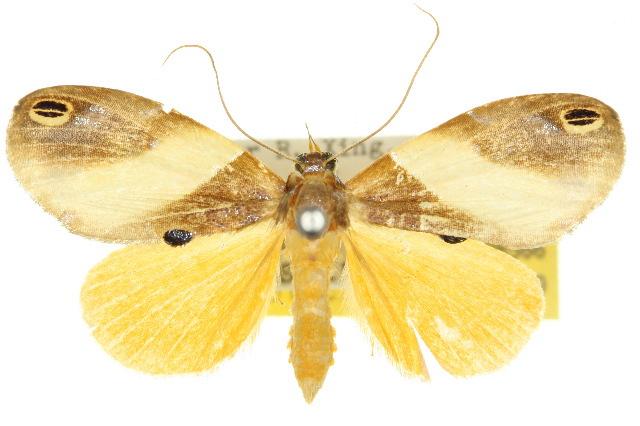 Cacyparis brevipennis