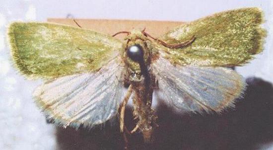Earias chlorodes