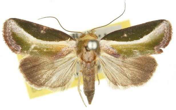 Ariola coelisigna