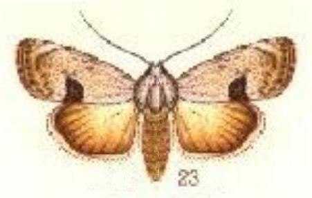 Armactica conchidia