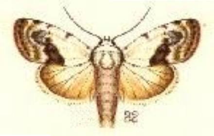 Armactica conchidia