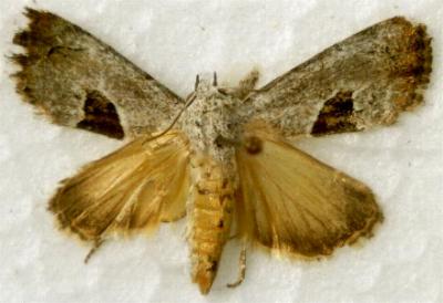Armactica conchidia