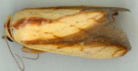 Xanthodes emboloscia