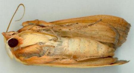 Xanthodes emboloscia
