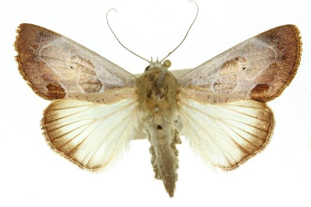 Westermannia gloriosa