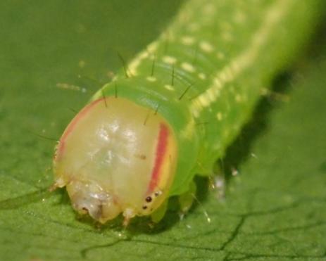 Westermannia gloriosa