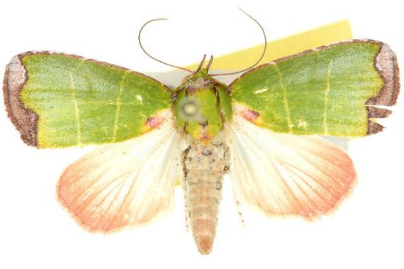 Paracrama latimargo