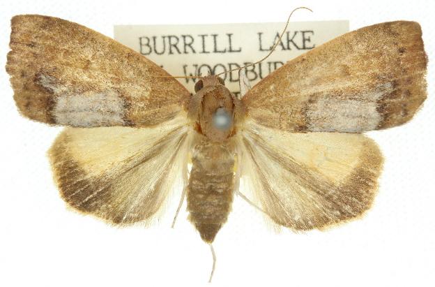 Detounda leptoplasta