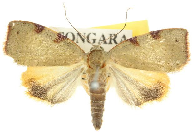 Detounda leptoplasta