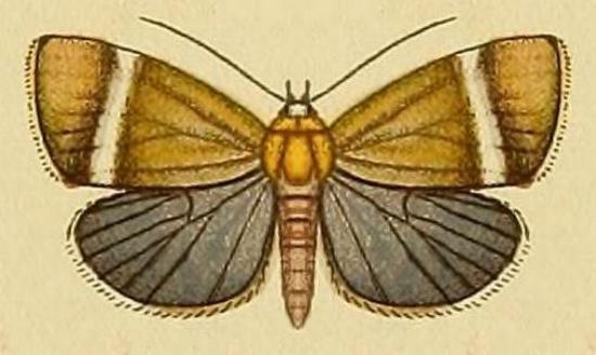 Vizaga mirabilis