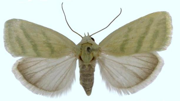 Earias paralella