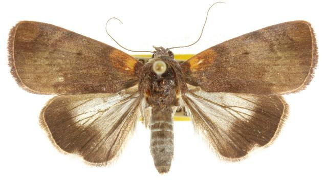 Maceda rotundimacula