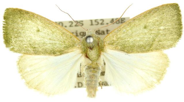 Earias subviridis