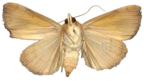 Xanthodes transversa