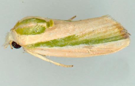 Earias vittella
