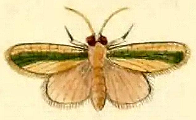 Earias vittella
