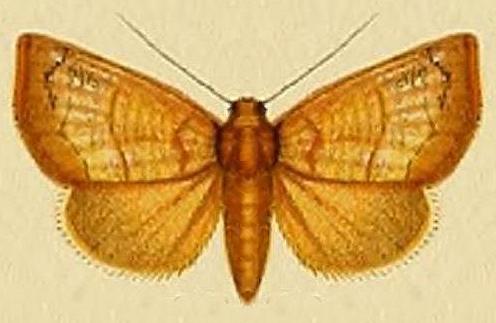 Acachmena xylonota