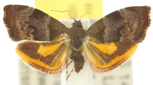Choreutis sycopola