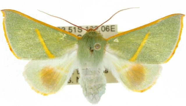 Oenochroma cerasiplaga