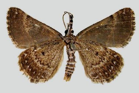 Dichromodes emplecta