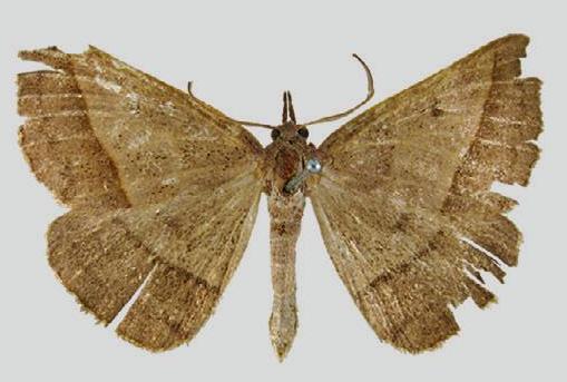 Ecphyas holopsara