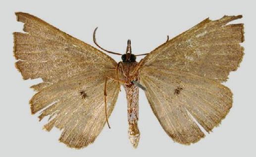 Ecphyas holopsara
