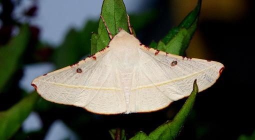 Oenochroma pallida