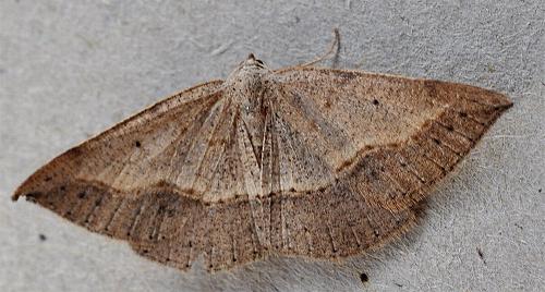 Taxeotis perlinearia