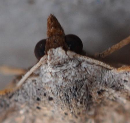 Taxeotis perlinearia