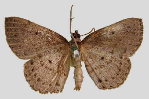 Taxeotis pleurostigma