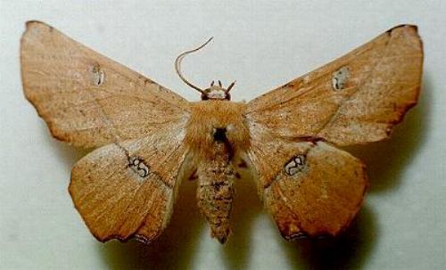 Oenochroma quardrigramma