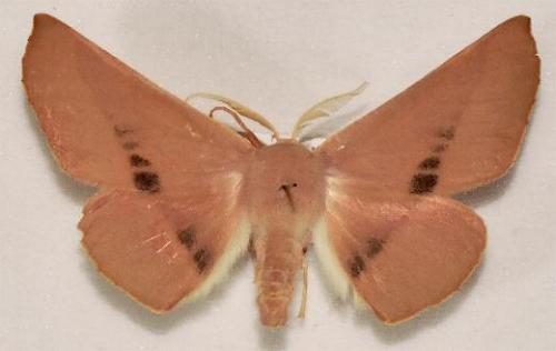 Monoctenia smerintharia