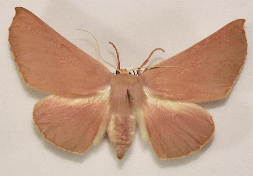 Monoctenia smerintharia