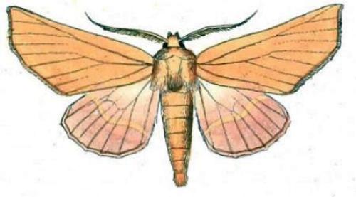 Monoctenia smerintharia