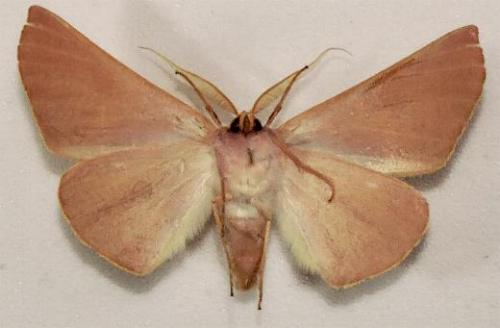 Monoctenia smerintharia