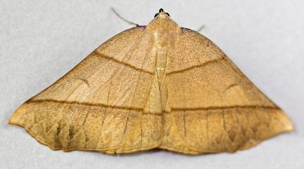 Systatica xanthastis