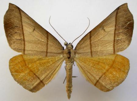 Systatica xanthastis