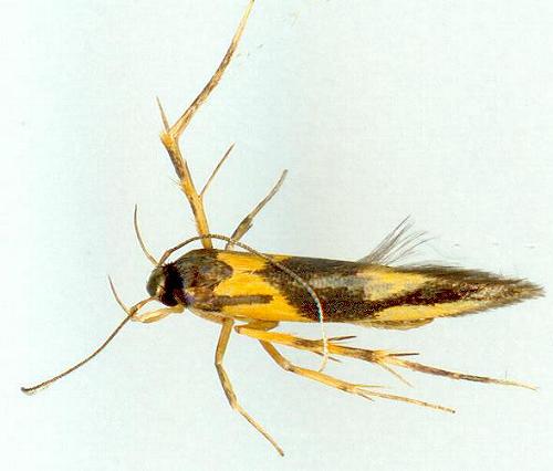 Xestocasis balanochrysa