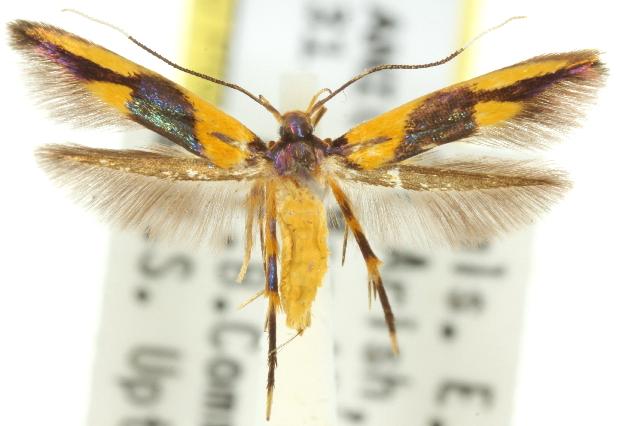 Xestocasis balanochrysa