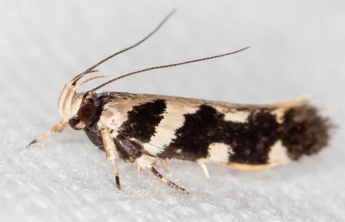 Macrobathra baliomitra