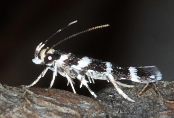 Limnaecia callimitris