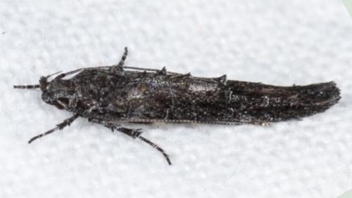 Trachydora capnopa