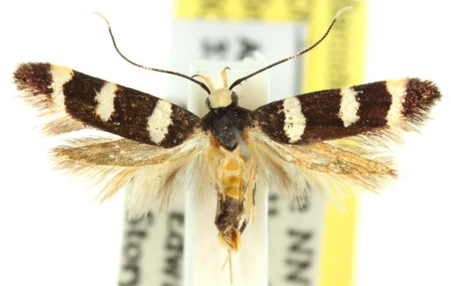 Limnaecia chionospila