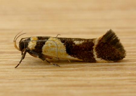 Macrobathra chrysotoxa