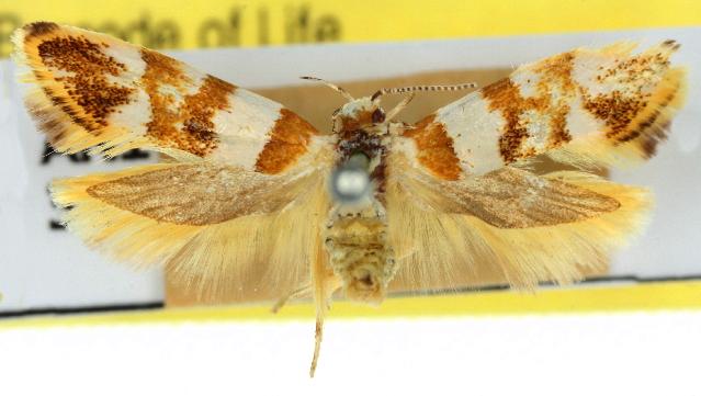 Macrobathra chrysotoxa