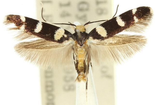 Limnaecia cirrhosema