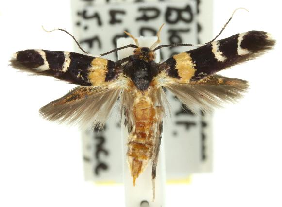 Limnaecia cirrhozona